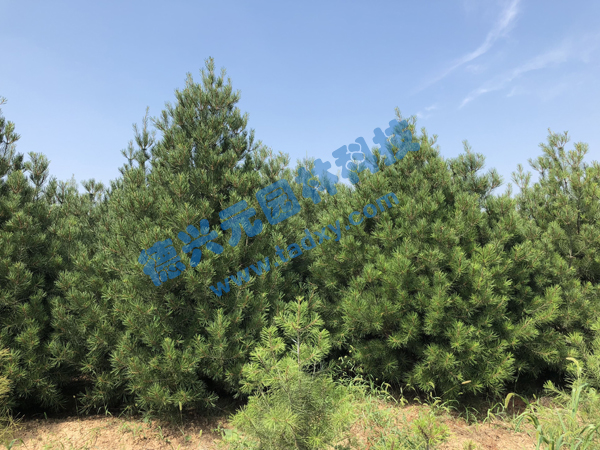 c鿴ԔϢ}Ƥ xΔ(sh)2160