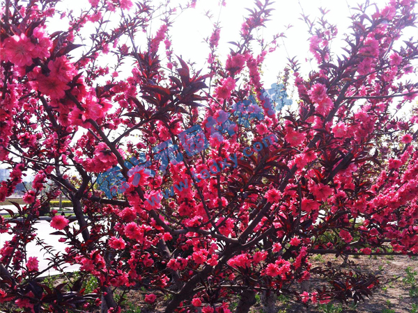 c鿴ԔϢ} xΔ(sh)2229