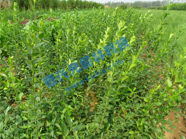 c(din)鿴Ԕ(x)Ϣ(bio)}~ xΔ(sh)2667