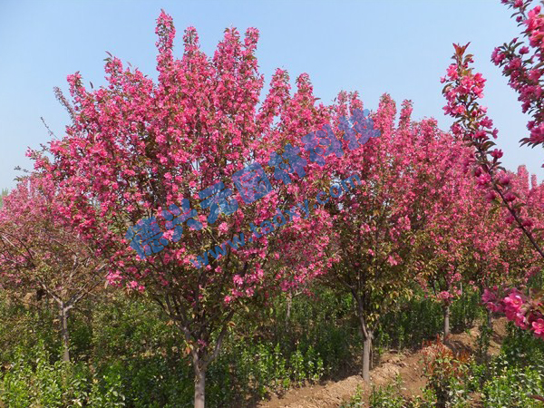 c(din)鿴Ԕ(x)Ϣ(bio)} xΔ(sh)2303