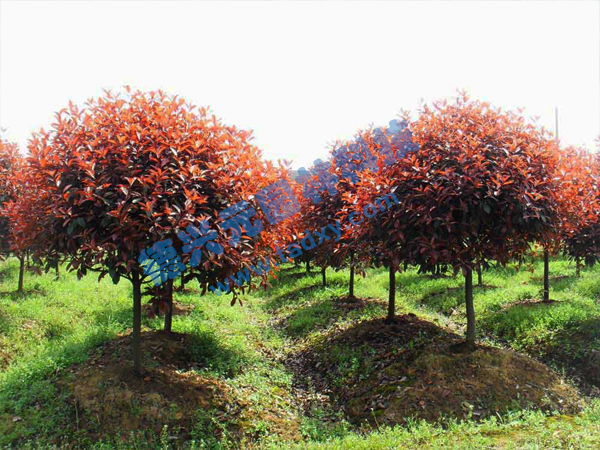 c(din)鿴Ԕ(x)Ϣ(bio)}t~ʯ骘 xΔ(sh)2604