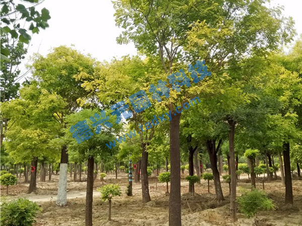 c鿴ԔϢ}~ xΔ(sh)2235