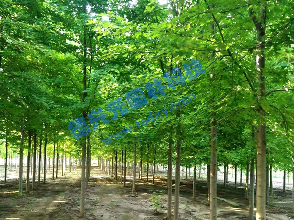 c鿴ԔϢ}t xΔ(sh)1963