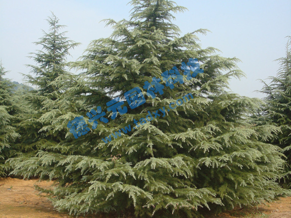 c鿴ԔϢ}ѩ xΔ(sh)1866