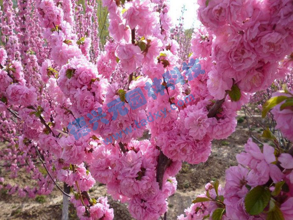 c鿴ԔϢ}ѻ xΔ(sh)1910