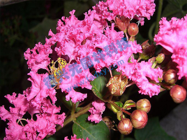 c鿴ԔϢ}ޱ xΔ(sh)1763