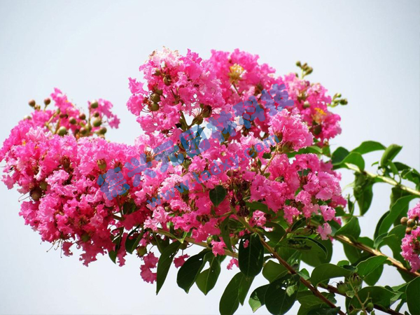 c鿴ԔϢ}ޱ xΔ(sh)1861